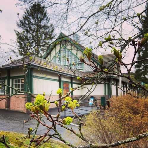 Biologinen museo näkyy nuppuun puhkeavian oksien takaa. Valkoinen puurakennus, jossa on vihreät ikkunapuut ja isot ruutuikkunat. 