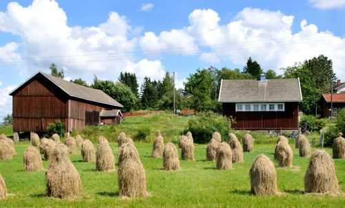 Heinäseipäitä maatilan pellolla.