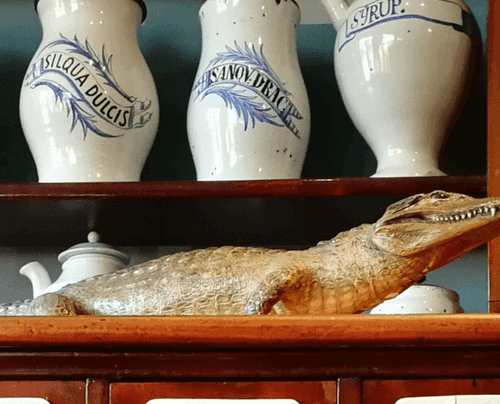 Old medicine bottles and a stuffed alligator on a shelf.